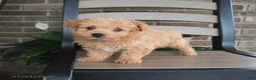Havapoo dogs for sale: Arlo - Ad 4