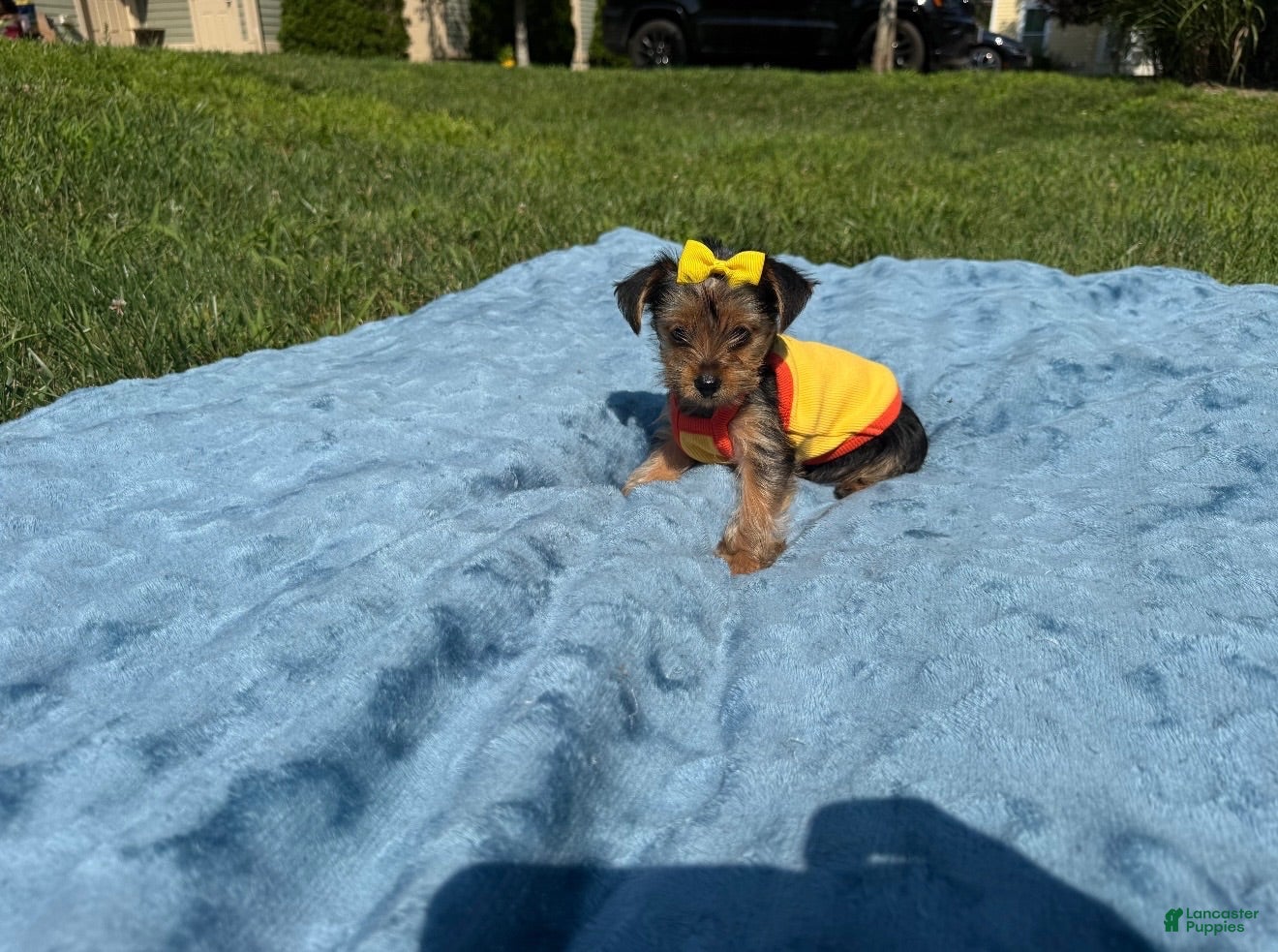 Yorkshire Terrier dogs Yorkshire Terrier 4 - Ad 19