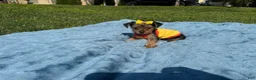 Yorkshire Terrier dogs for sale: Yorkshire Terrier 4 - Ad 1
