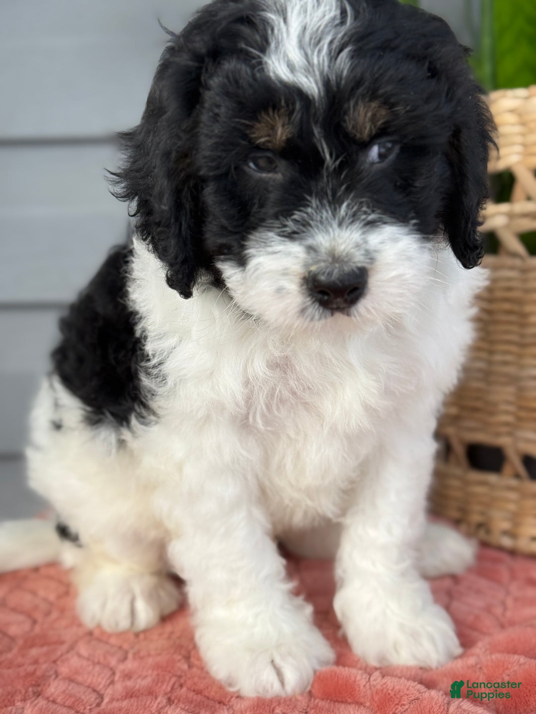 Mini Bernedoodle dogs for sale: Finn - Ad 10