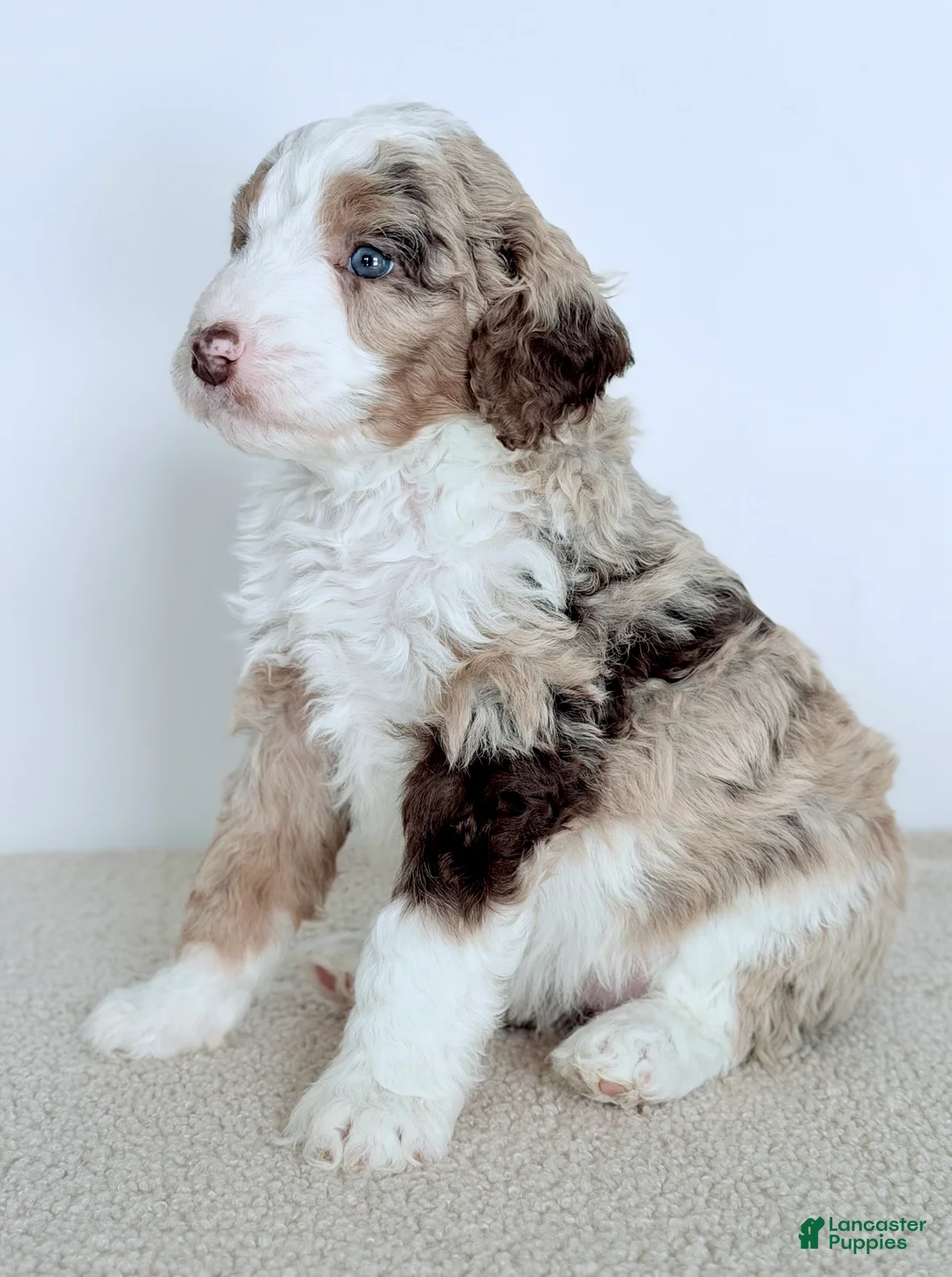 Bernedoodle dogs for sale: Mercy - Ad 4