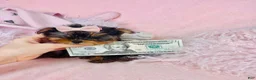 Yorkshire Terrier dogs for sale: Teacup Yorkshire Terrier Puppy 1 - Ad 2
