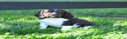 English Springer Spaniel dogs for sale: Gladius - Ad 3