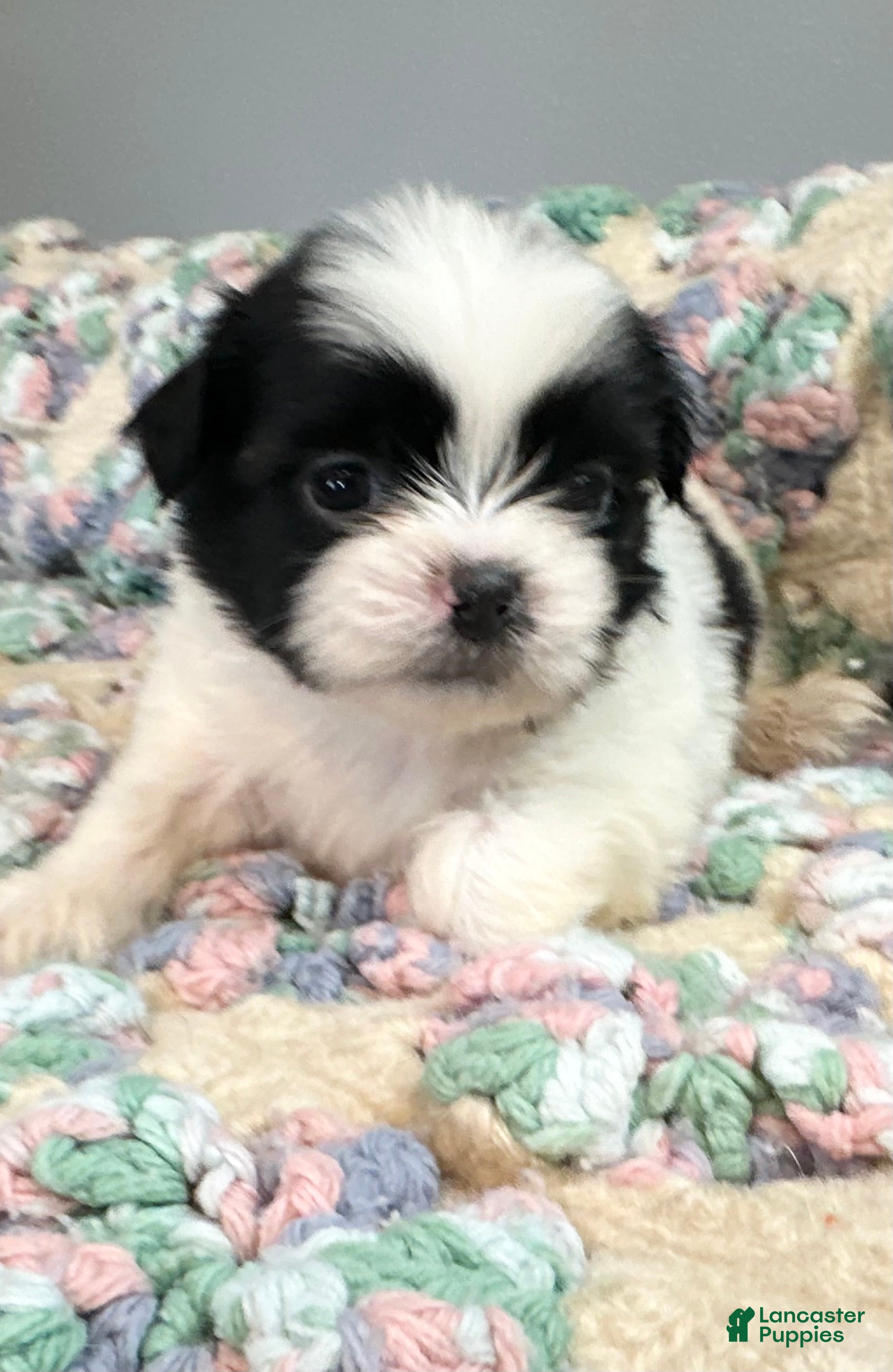 Shih Tzu dogs Shih Tzu 1 - Ad 1