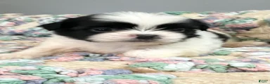 Shih Tzu 1