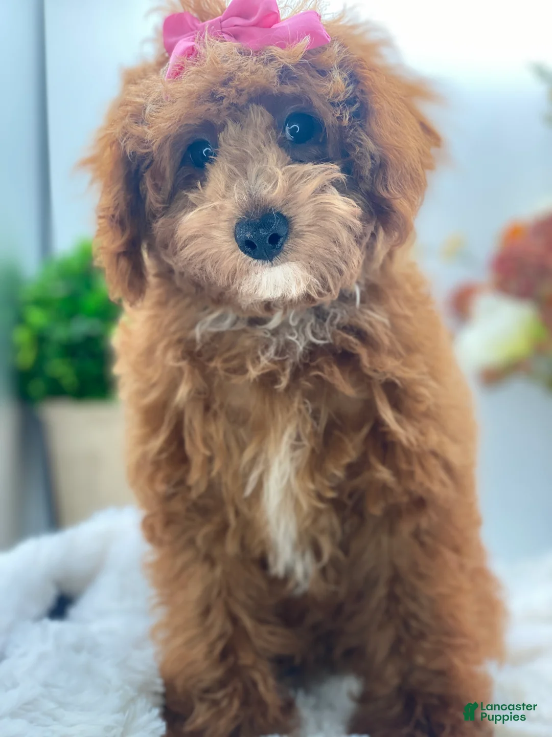 Miniature Poodle dogs for sale: RENEE - Ad 1