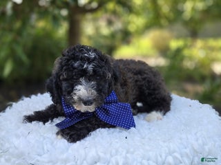 Mini Sheepadoodle dogs - Ad 1