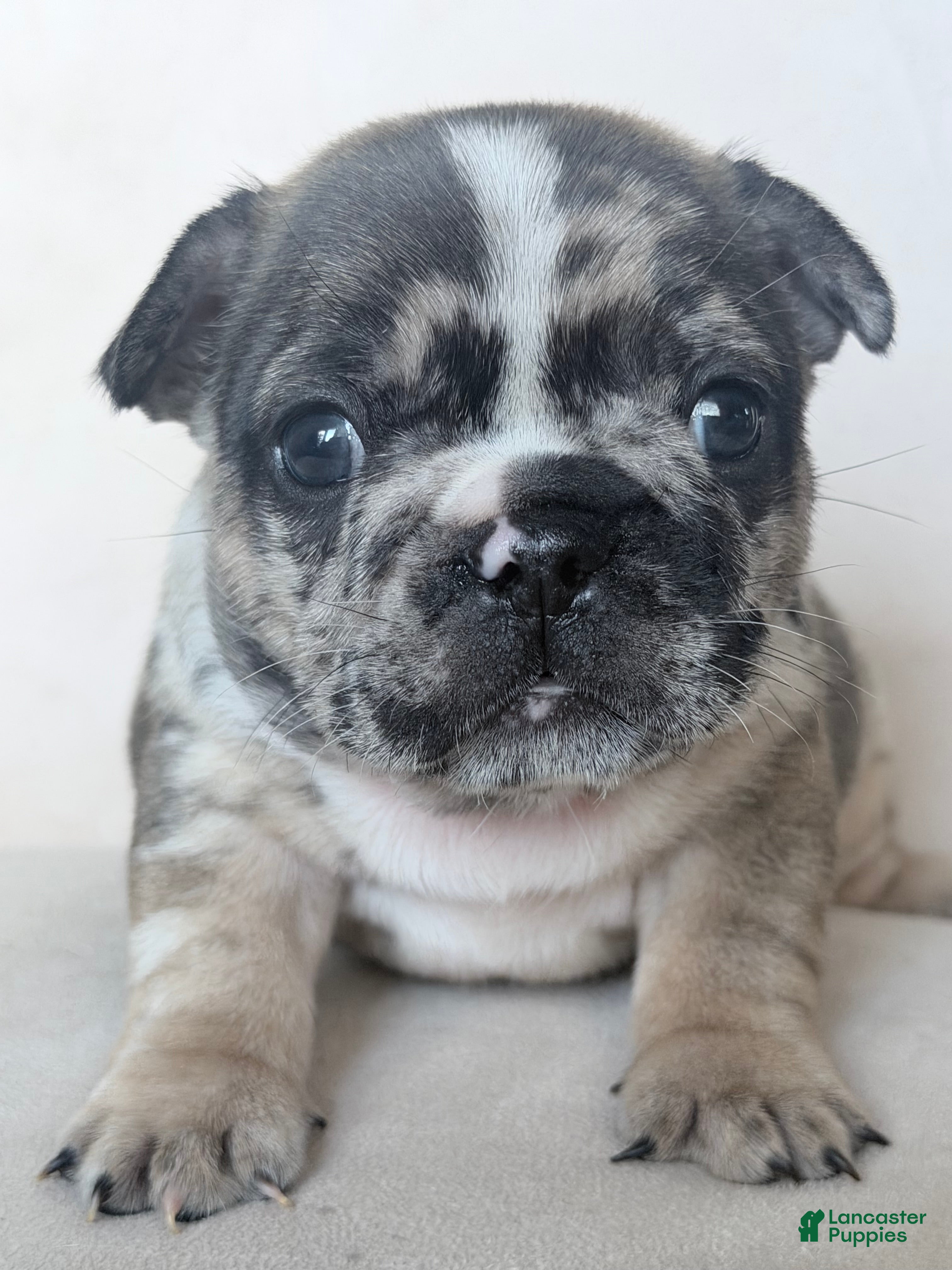 French Bulldog dogs French Bulldog Puppy 2 - Ad 2