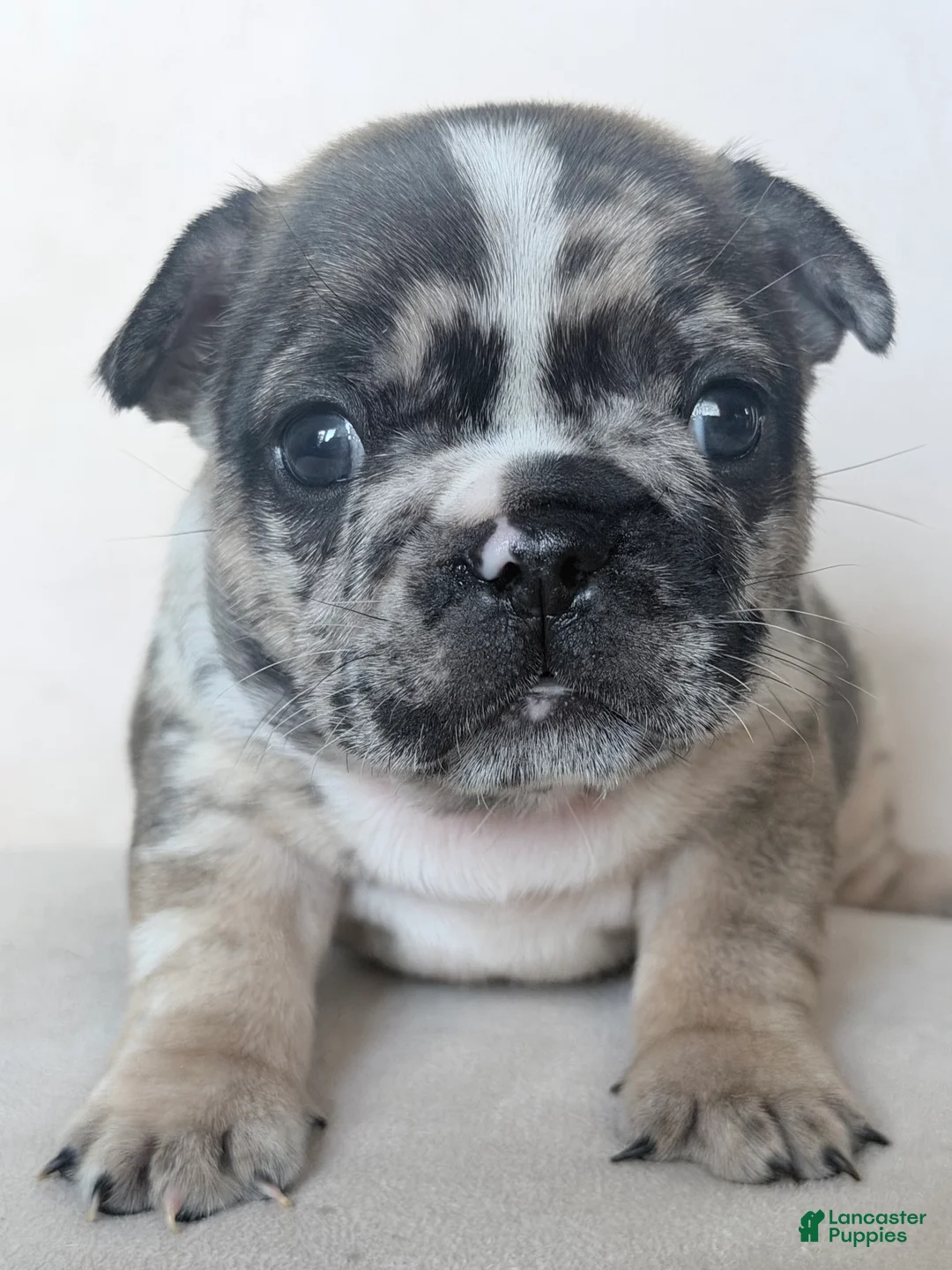 French Bulldog dogs for sale: French Bulldog Puppy 2 - Ad 2