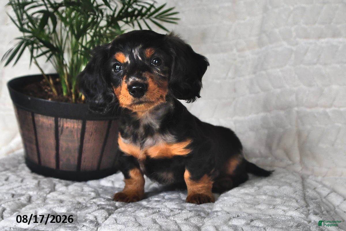 Miniature Dachshund dogs Little Jim - Ad 1