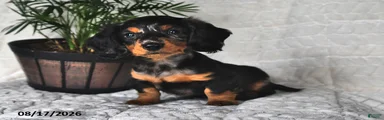 Little Jim