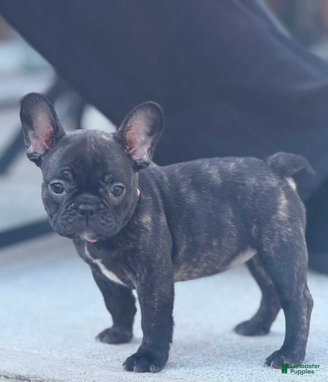 French Bulldog dogs for sale: French Bulldog Puppy 2 - Ad 8