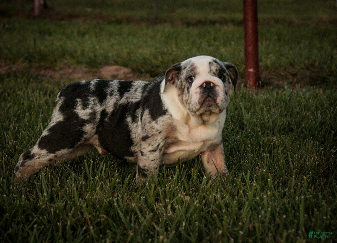 English Bulldog dogs for sale: Seth English Bulldog  - Ad 1