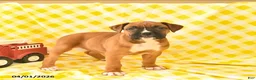 Boxer dogs for sale: Kelly  - Ad 1