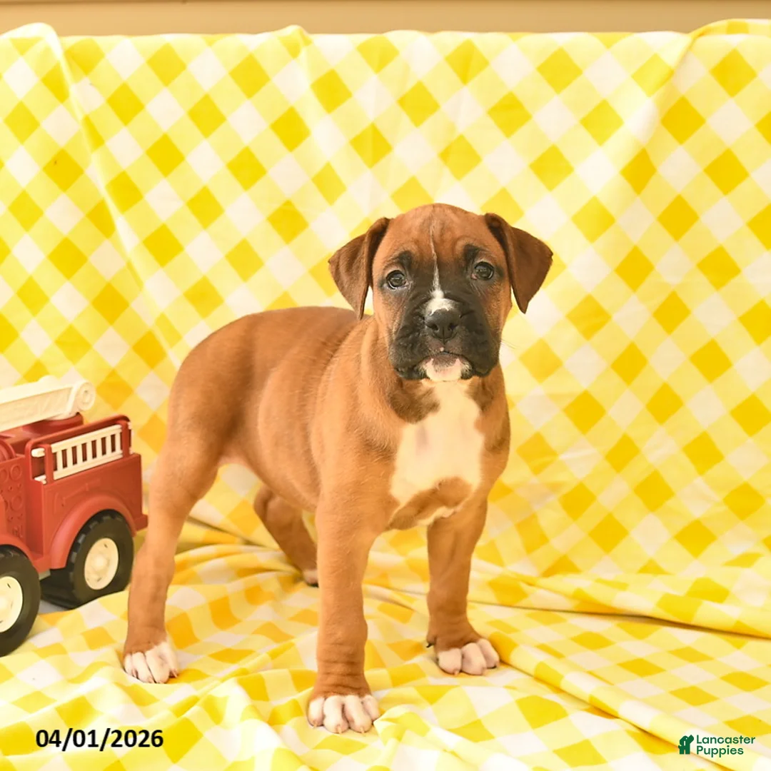 Boxer dogs for sale: Kelly  - Ad 1