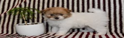 Pomapoo dogs for sale: Macy - Ad 3