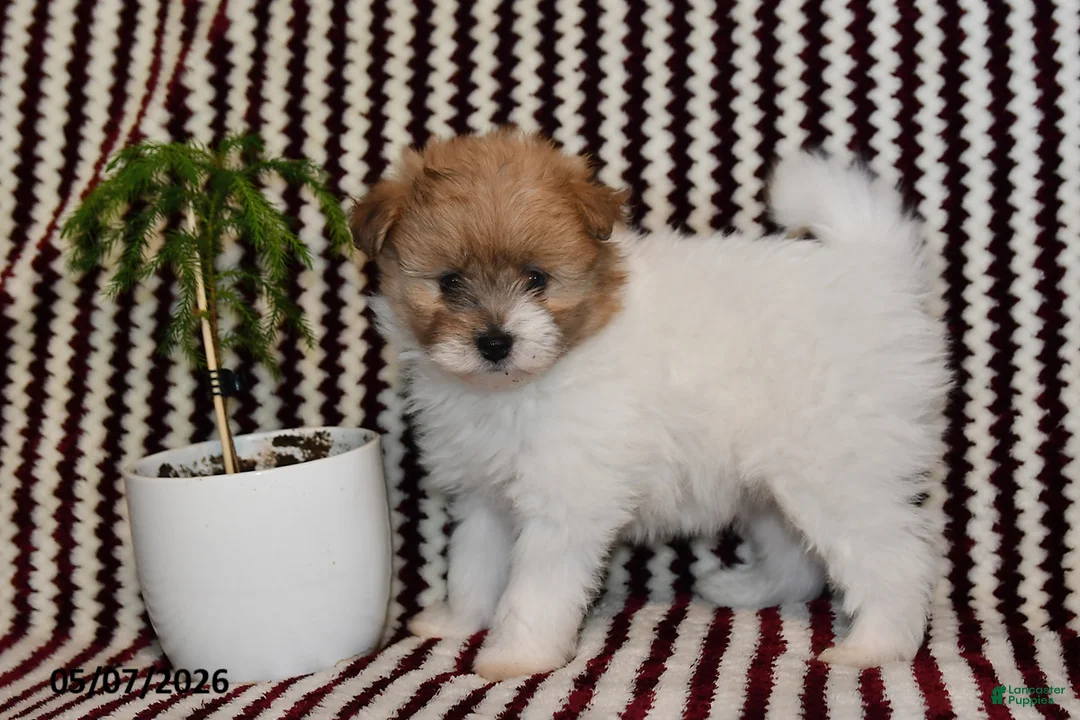 Pomapoo dogs for sale: Macy - Ad 3