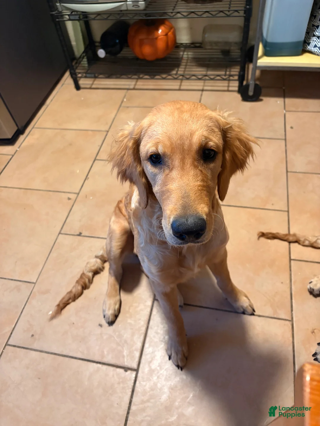 Golden Retriever dogs for sale: Golden Retriever Puppy 2 - Ad 1