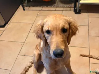 Golden Retriever dogs Golden Retriever Puppy 2 - Ad 2