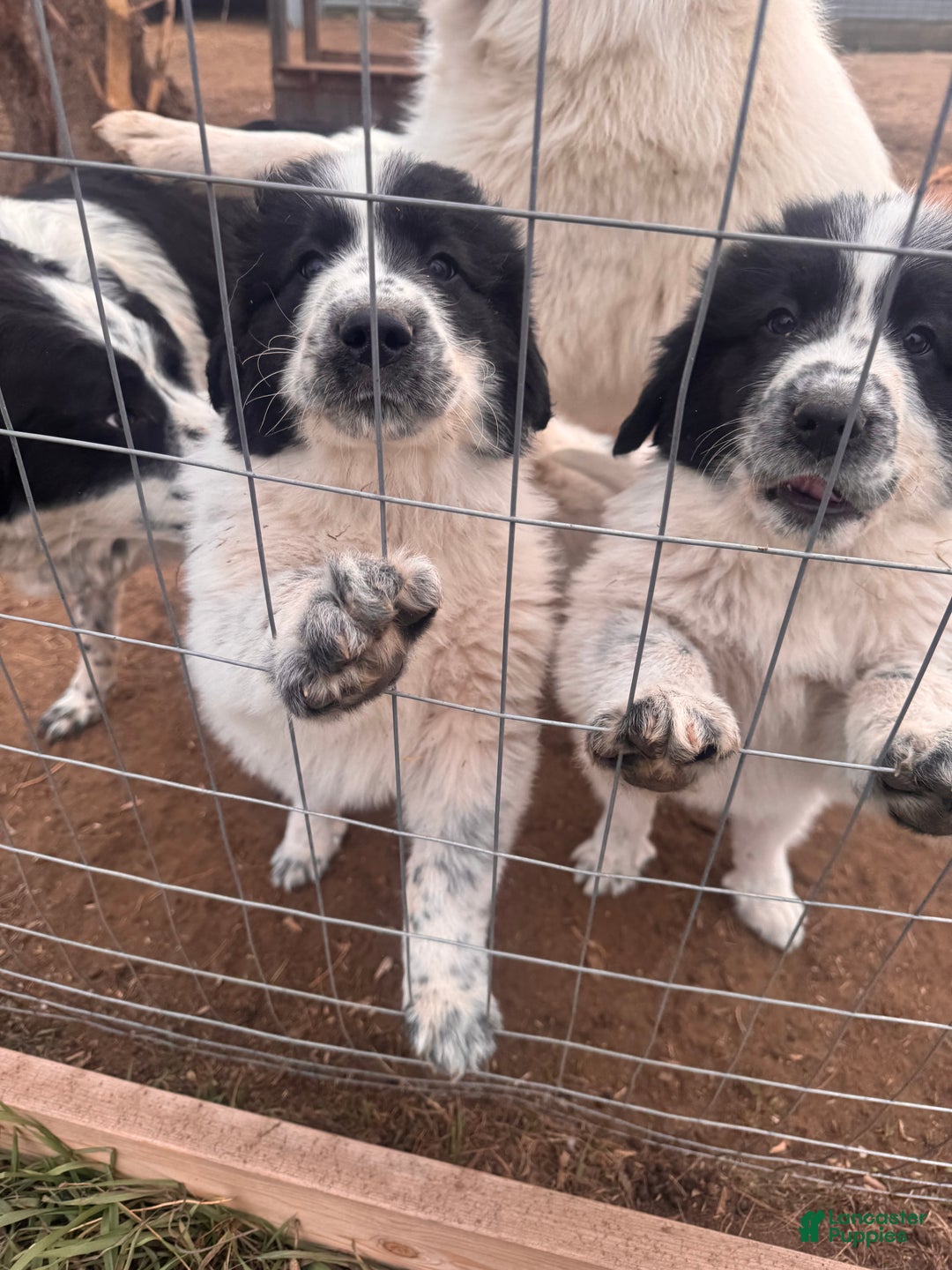 Mixed Breed dogs for sale: Mixed Breed Puppy 3 - Ad 2