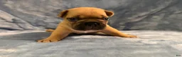 French Bulldog dogs for sale: French Bulldog 2 - Ad 4