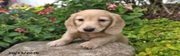 Miniature Dachshund dogs for sale: Candy Corn - Ad 2