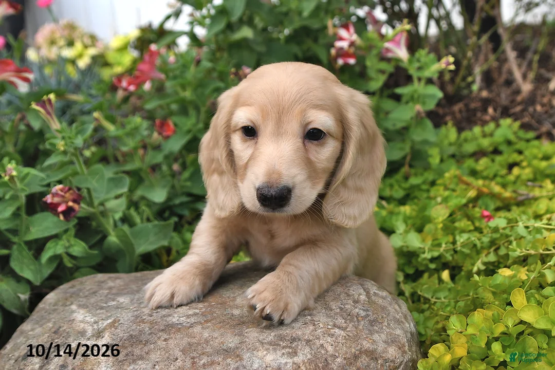 Miniature Dachshund dogs for sale: Candy Corn - Ad 2