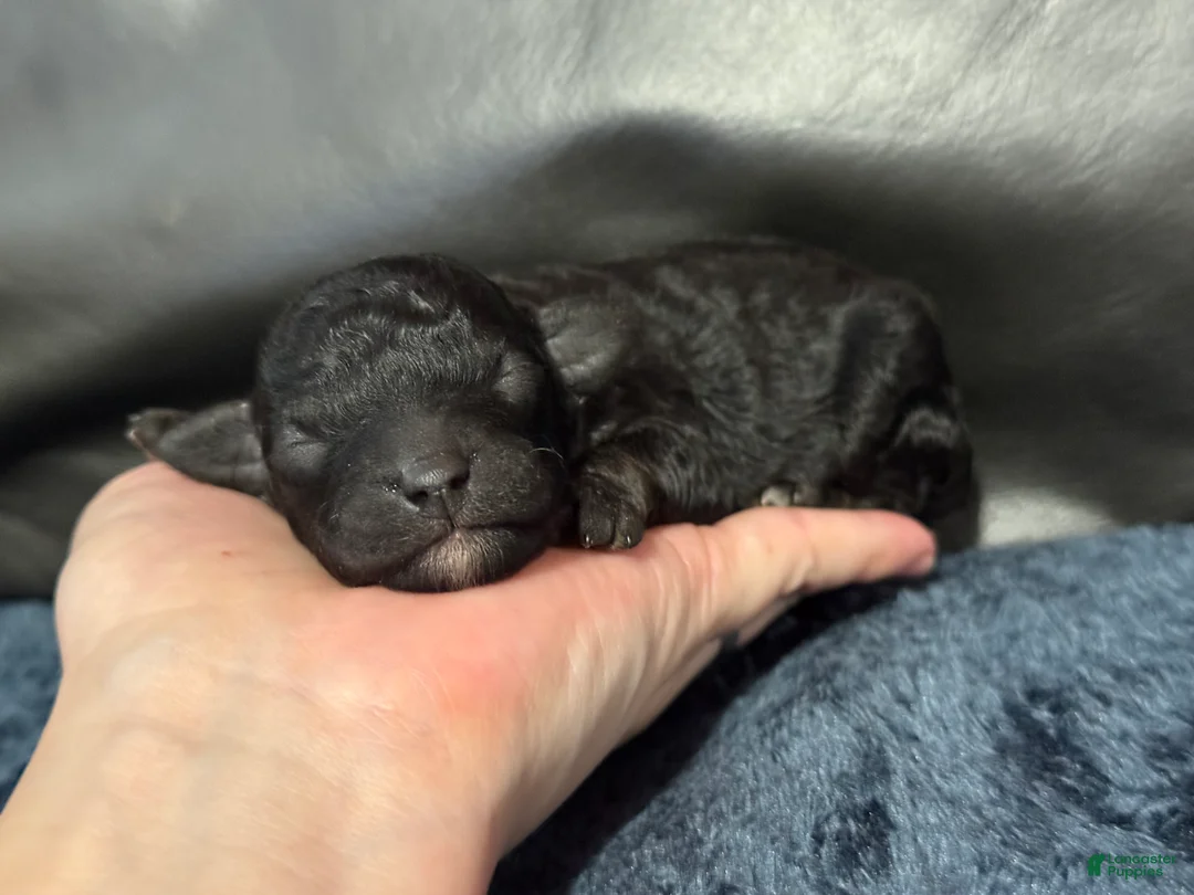 Mini Aussiedoodle dogs for sale: Bean - Ad 3