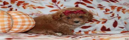 Toy Poodle dogs for sale: Polly - Ad 3