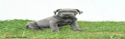 Cane Corso dogs for sale: Roman - Ad 14