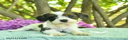 Cavapoo dogs for sale: Mocha  - Ad 3