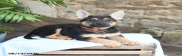 German Shepherd dogs for sale: Noelle - Ad 3