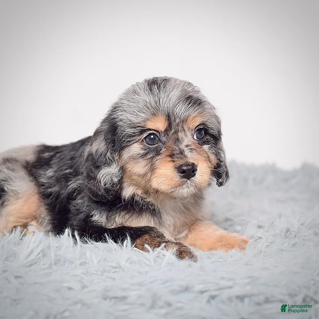 Cavapoo dogs for sale: Ms. Bonnie - Ad 2