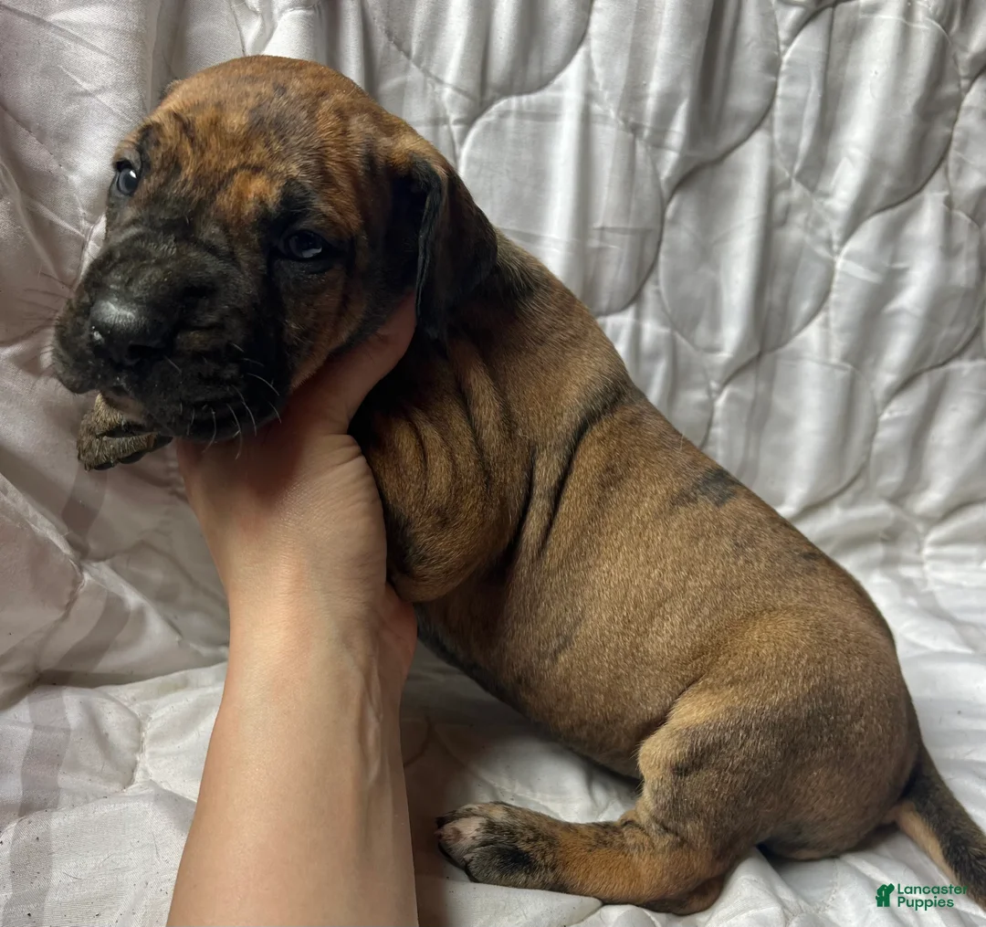 Great Dane dogs for sale: Belle Starr - Ad 2