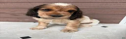 English Springer Spaniel dogs for sale: Cloyd - Ad 7