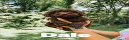Aussiedoodle dogs for sale: Dale - Ad 2