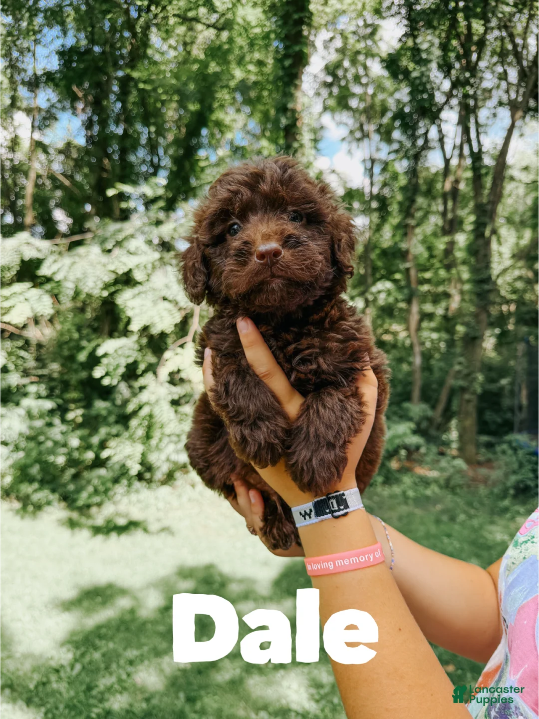 Aussiedoodle dogs for sale: Dale - Ad 2