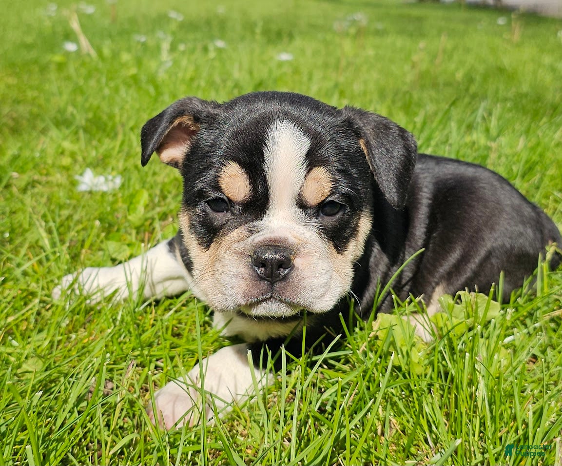 Mixed Breed dogs Mini Tri Boy - Ad 17