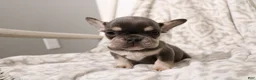 French Bulldog dogs for sale: Leo - Ad 10