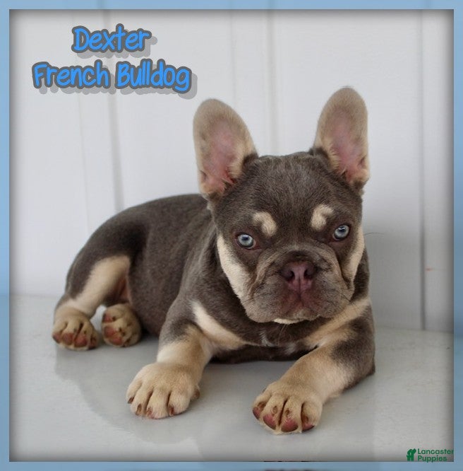 French Bulldog dogs Dexter - Ad 1