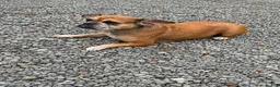 Mixed Breed dogs for sale: Layla - Ad 14