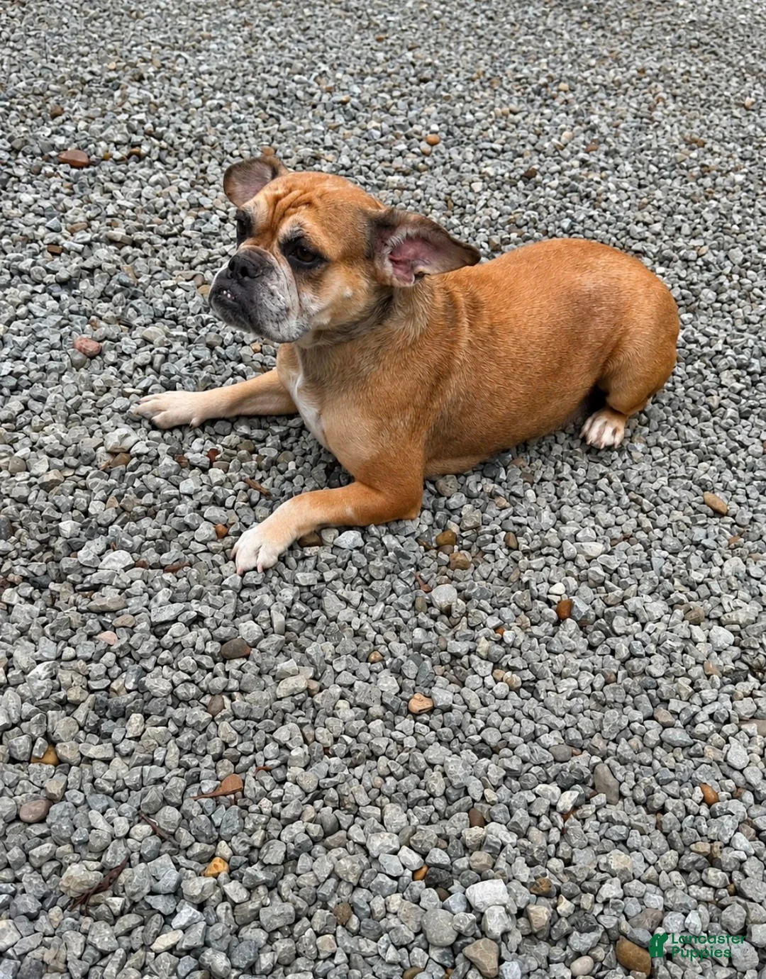 Mixed Breed dogs for sale: Layla - Ad 14