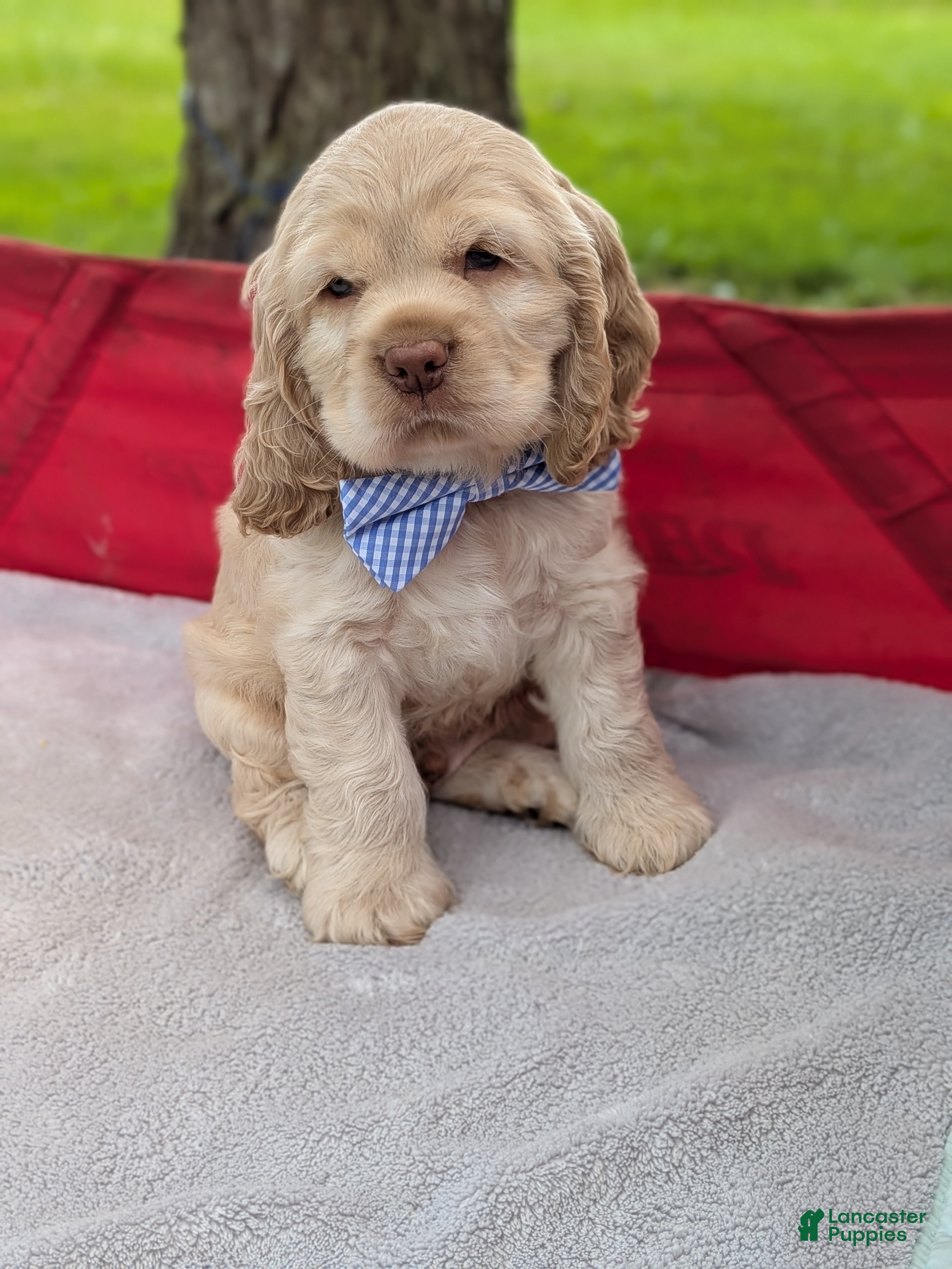 Cocker Spaniel dogs Buscuit - Ad 1