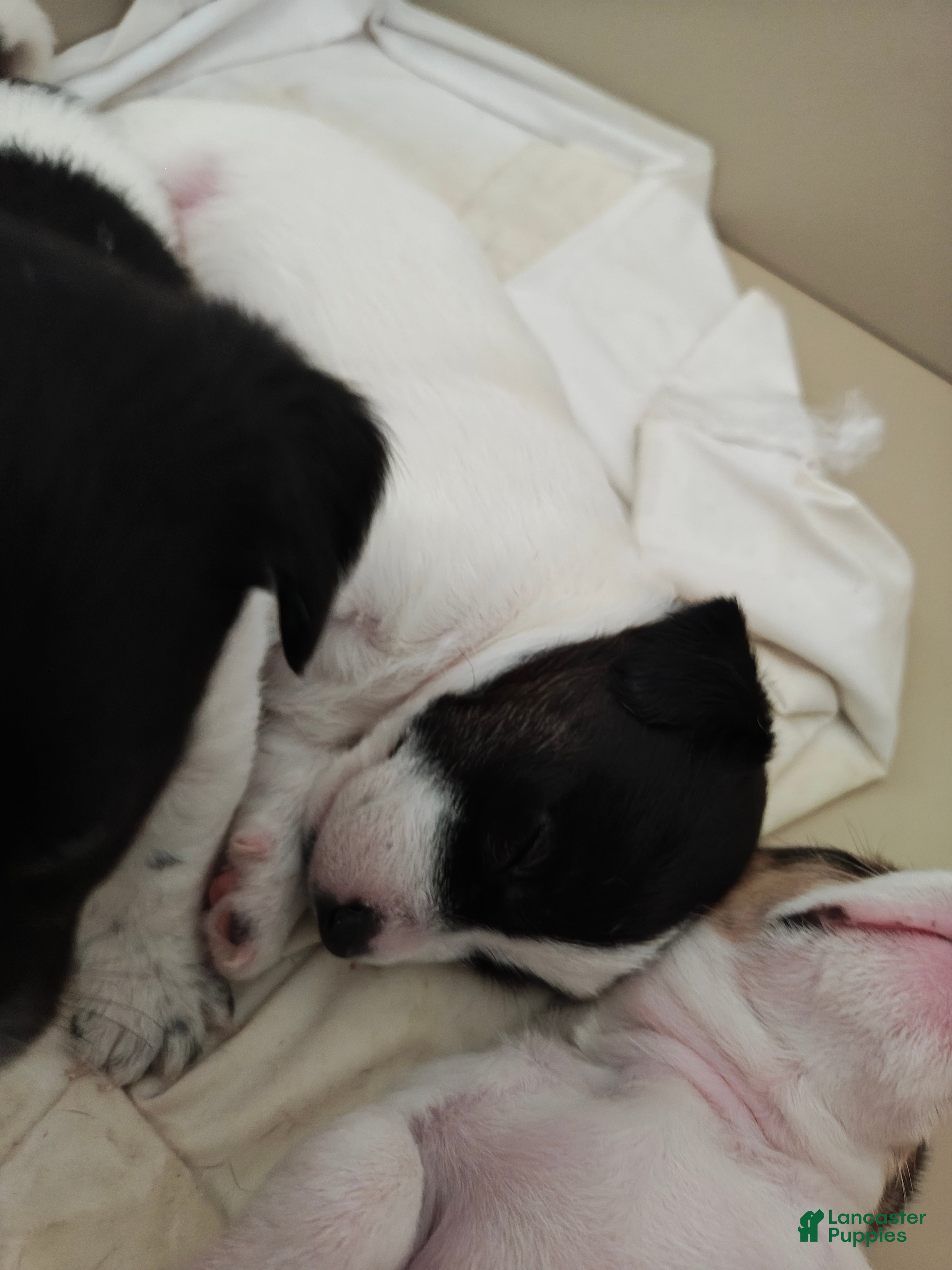 Jack Russell Terrier dogs Jack Russell Terrier 5 - Ad 6