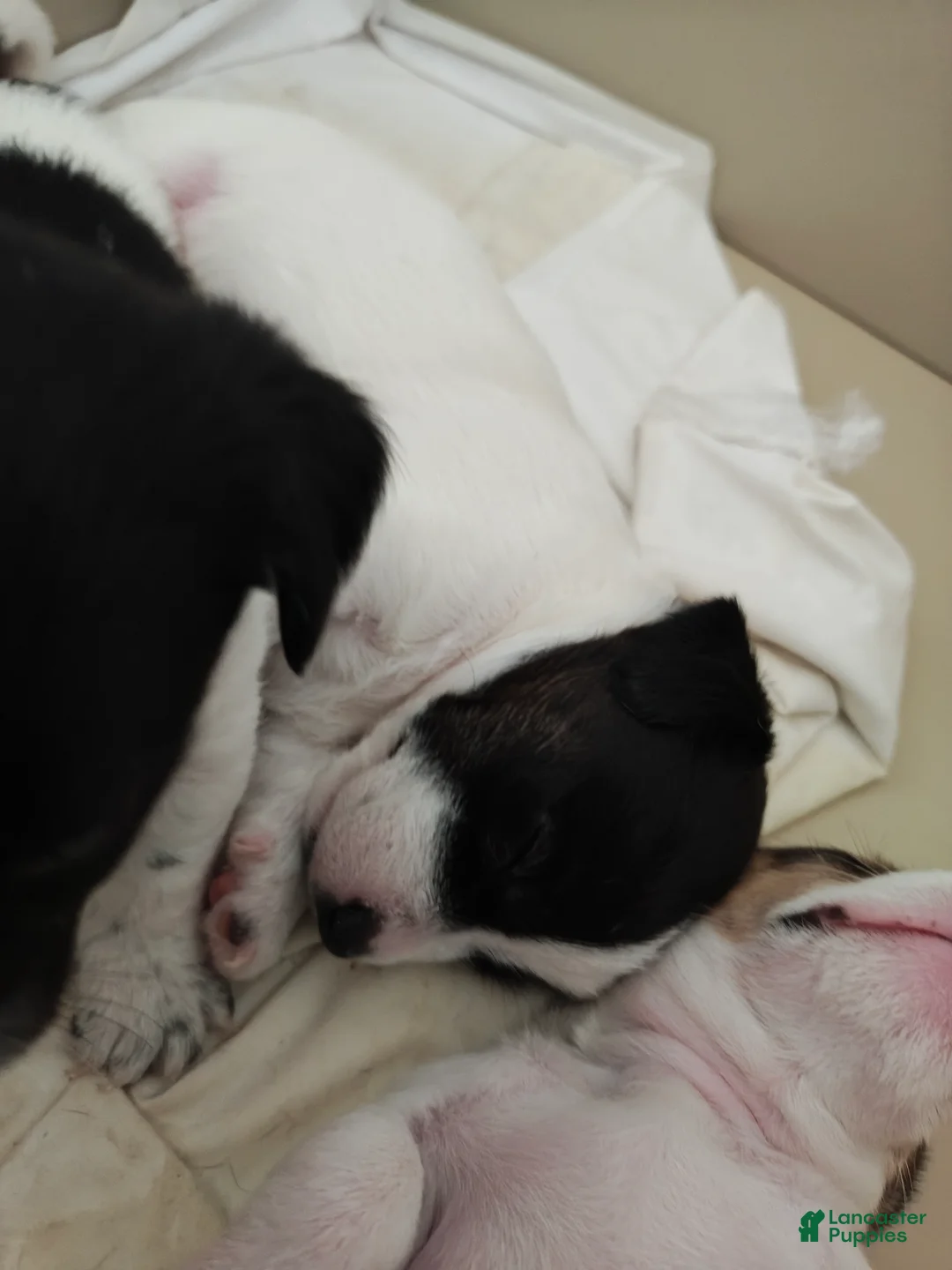 Jack Russell Terrier dogs for sale: Jack Russell Terrier 5 - Ad 1