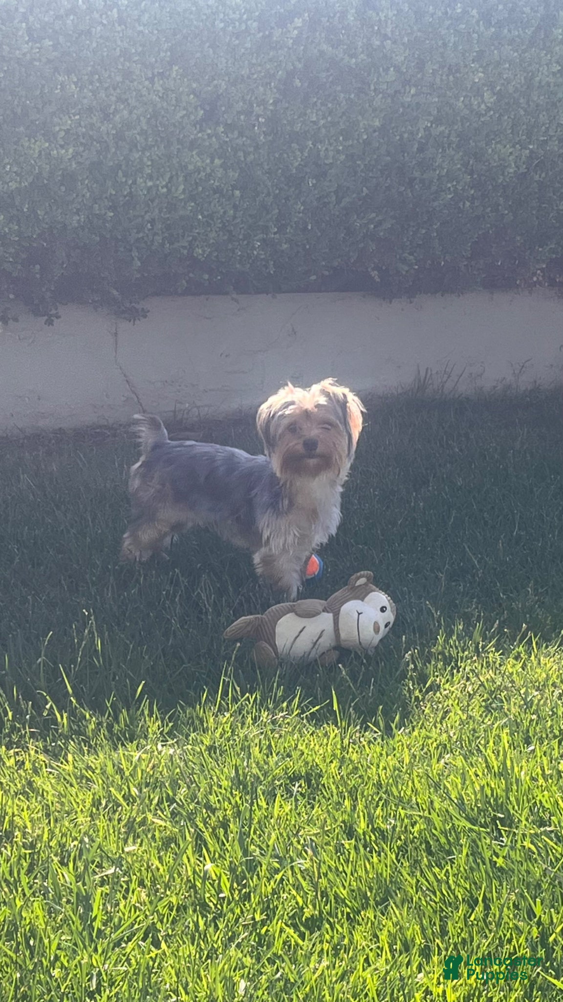 Yorkshire Terrier dogs Yorkshire Terrier Brownie - Ad 9