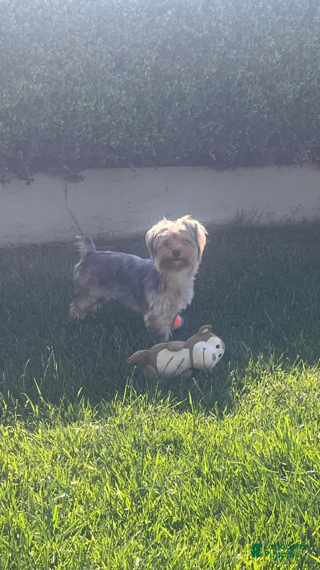 Yorkshire Terrier dogs for sale: Yorkshire Terrier Brownie - Ad 1