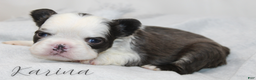 French Bulldog dogs for sale: Karina-Full Fluffy Panda Husky - Ad 2