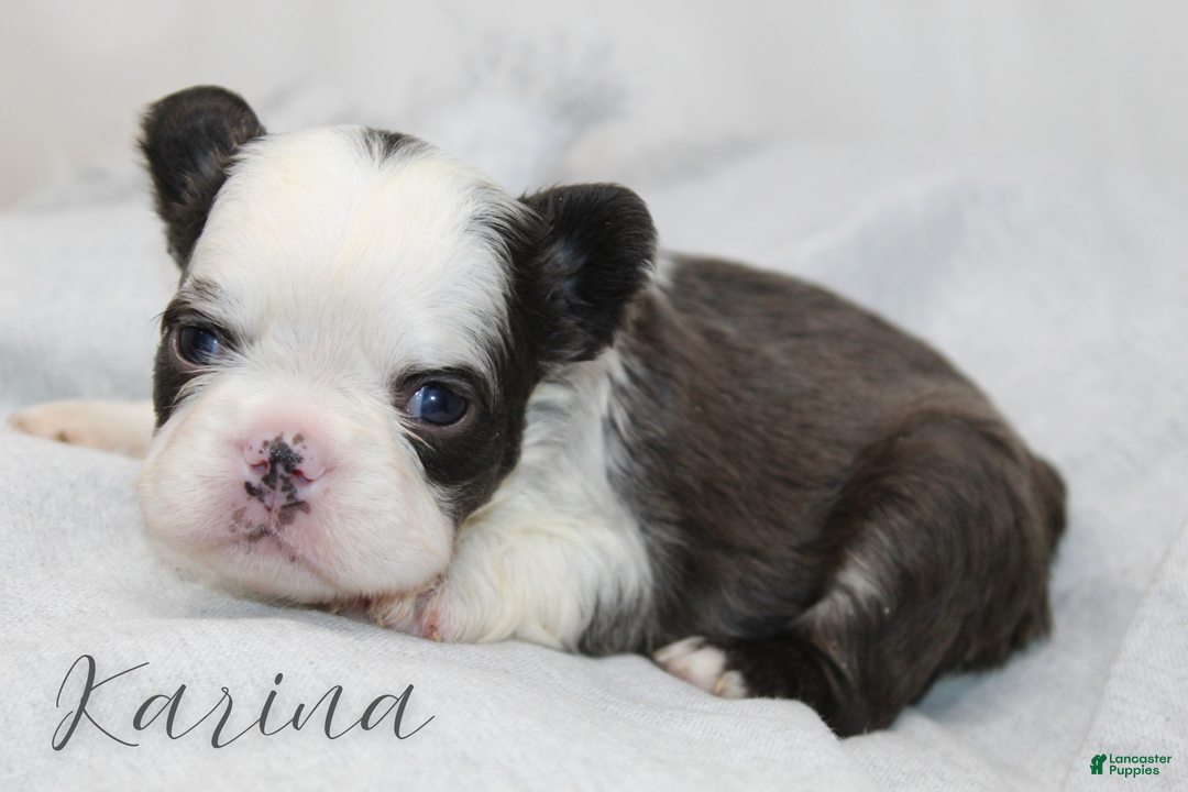 French Bulldog dogs for sale: Karina-Full Fluffy Panda Husky - Ad 2