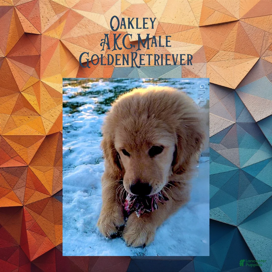 Golden Retriever dogs for sale: Oakley, Golden Retriever, Male - Ad 6
